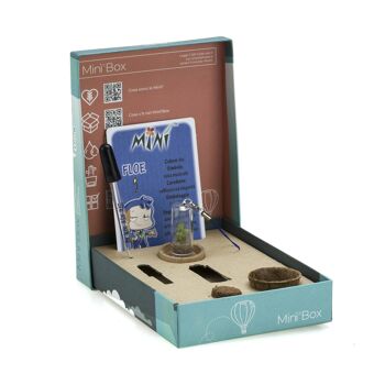 Mini Box Fun - Houx -- Mini plante pour les audacieux et les ambitieux 3