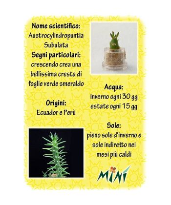 Minì Fun Gioielli Joy - Mini plante pour les joyeux et vifs 3