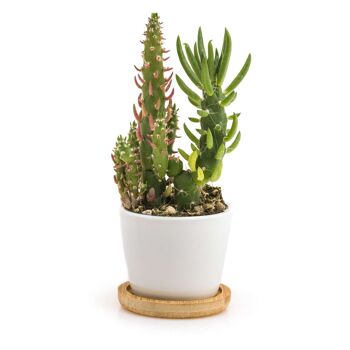 Minì Fun Gioielli Joy - Mini plante pour les joyeux et vifs 4