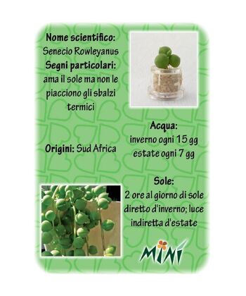 Minì Fun Gioielli Eve - Mini plante pour les tendres et les délicats 3