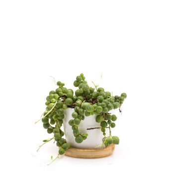 Minì Fun Gioielli Eve - Mini plante pour les tendres et les délicats 5