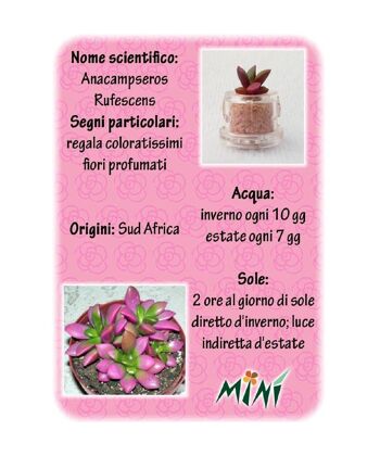 Mini Box Fun Angie - Mini plante pour les romantiques et les personnes sensibles 3