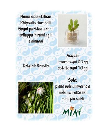 Minì Box Fun Kira - Mini plante pour les courageux et les tenaces 3