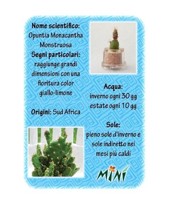 Mini Box Fun Sue - Mini plante pour les sages 6