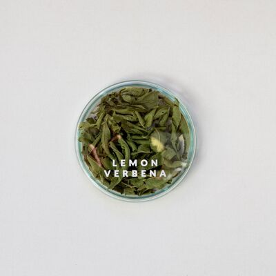 Lemon Verbena - For Display Purposes