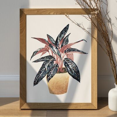 Stromanthe Pflanzenposter – Botanischer Pflanzenposterdruck