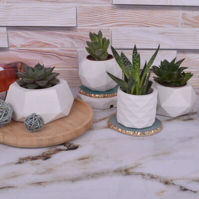 Set di base - 4 x 5 pezzi. Set di vasi per piante piccoli in cemento bianco