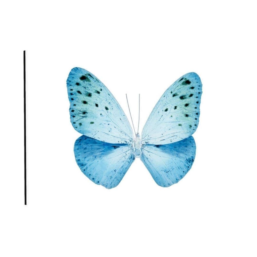 MISS BUTTERFLY EUPLOEA II - Plexiglasbild