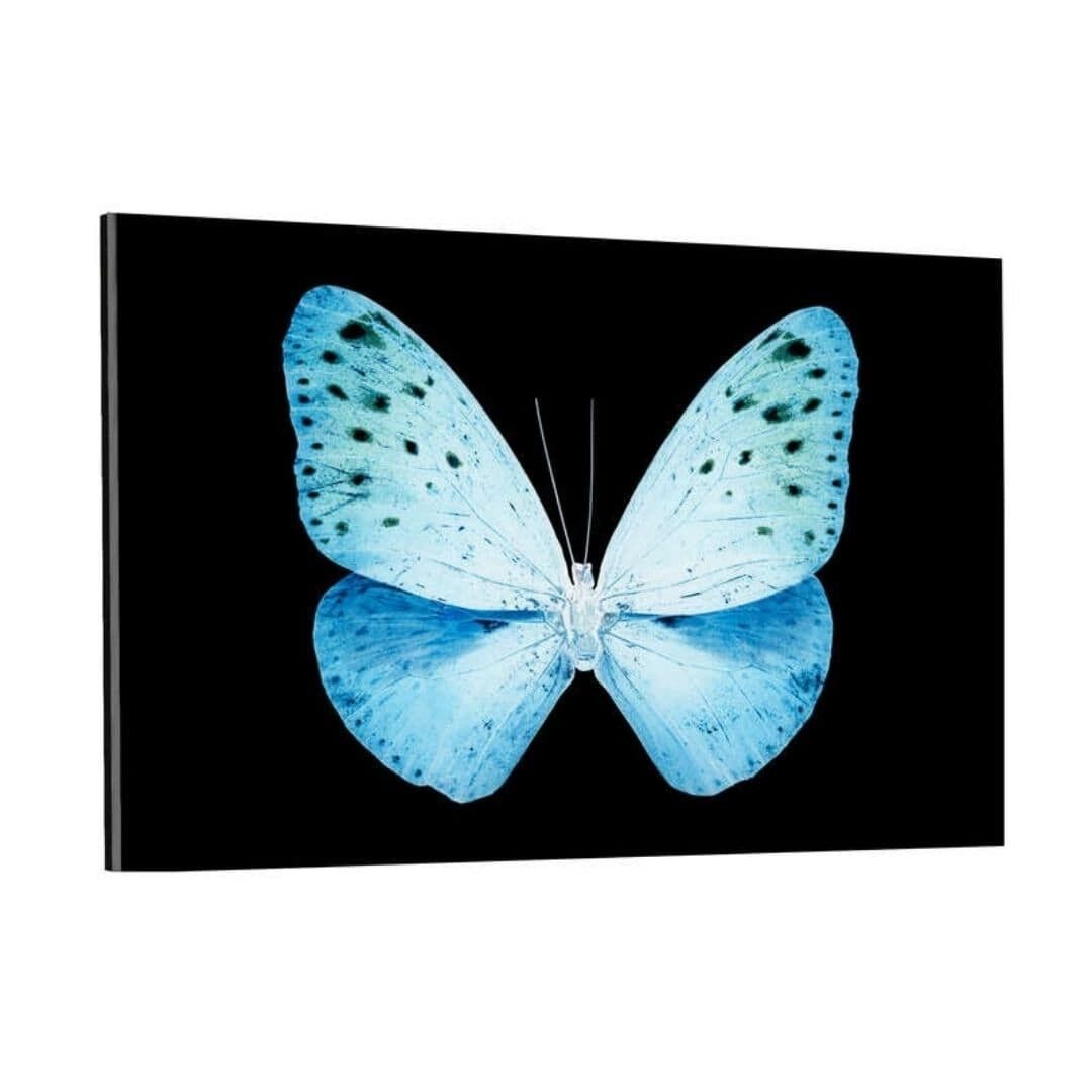 MISS BUTTERFLY EUPLOEA - Plexiglasbild