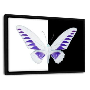 MISS BUTTERFLY BROOKIANA - image en plexiglas 6