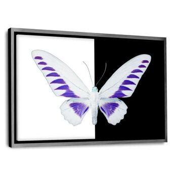 MISS BUTTERFLY BROOKIANA - image en plexiglas 7