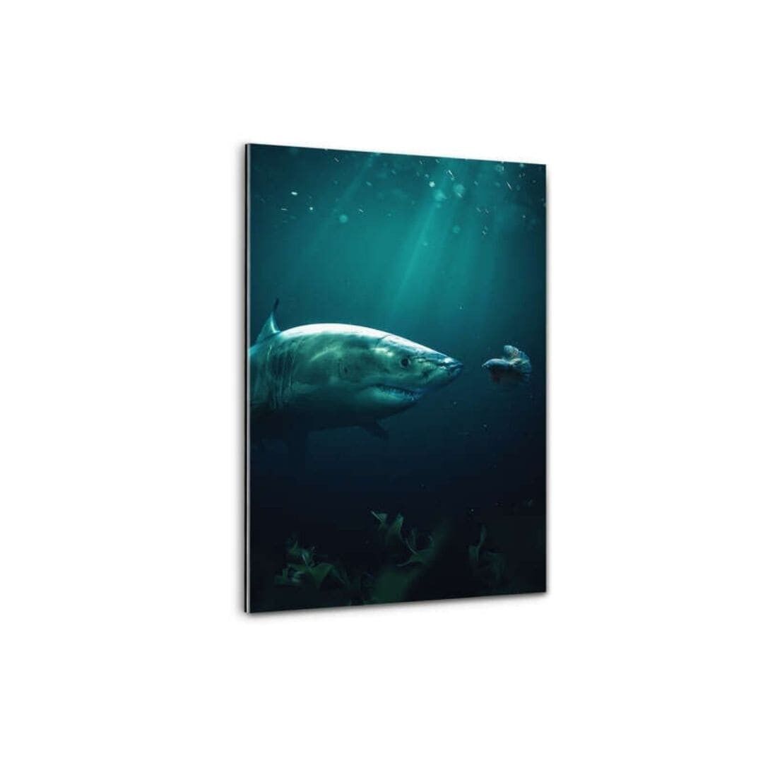 Shark Meets Betta - imagen de plexiglás
