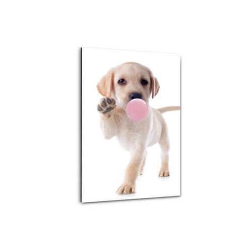 Puppy Gum - Plexiglasbild