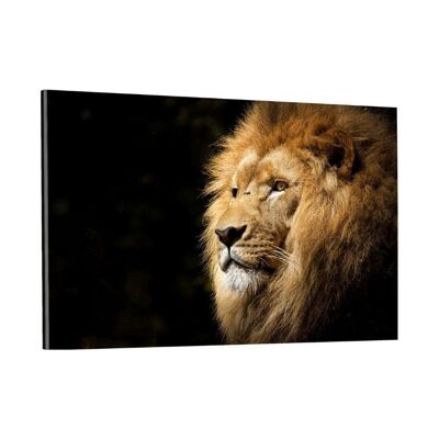 Lion View - image en plexiglas