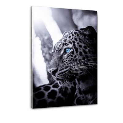 Leopardo enfocado - imagen de plexiglás