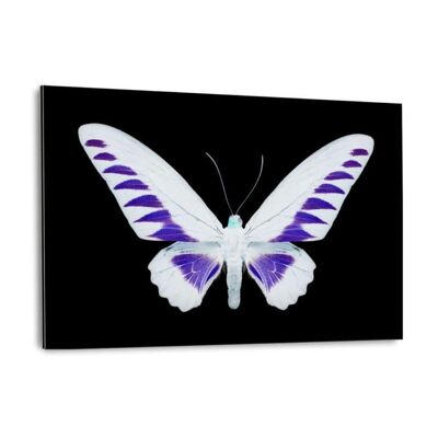 MISS BUTTERFLY BROOKIANA II - Alu-Dibond Bild