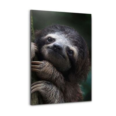 Cute Sloth - Alu-Dibond print