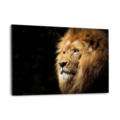 Lion View - Alu-Dibond image