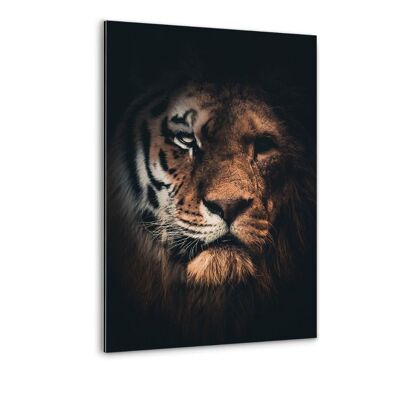 Tiger Lion - Alu-Dibond Bild