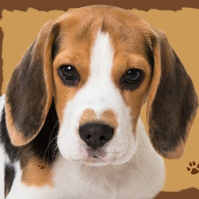 Ecriteaux animaux en bois - beagle chien - cadeaux / décoration