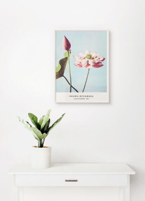 Poster Ogawa Kuzamasa - Lotus Flowers - 30 x 40 cm