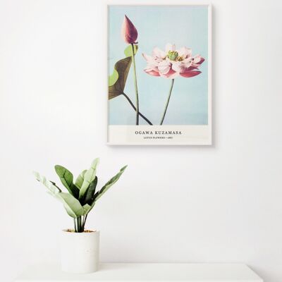 Affiche Ogawa Kuzamasa - Fleurs de Lotus - 30 x 40 cm