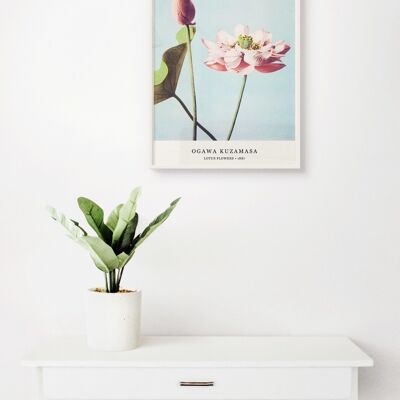 Poster Ogawa Kuzamasa - Lotus Flowers - 30 x 40 cm