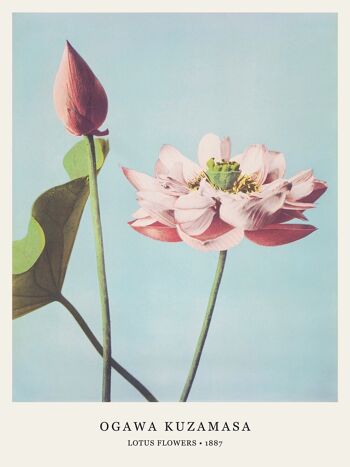 Affiche Ogawa Kuzamasa - Fleurs de Lotus - 30 x 40 cm 2