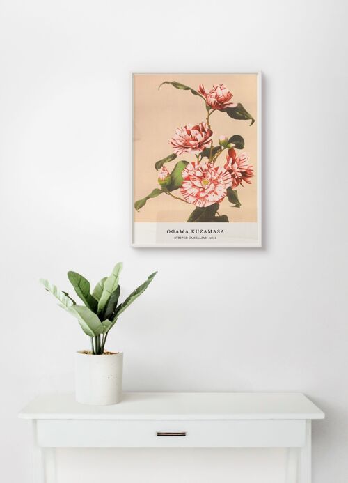 Poster Ogawa Kuzamasa - Striped Camellias - 30 x 40 cm