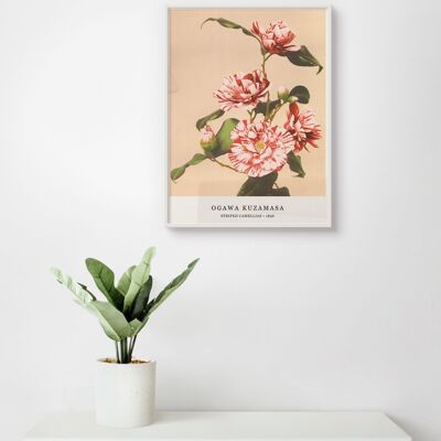 Póster Ogawa Kuzamasa - Camelias rayadas - 30 x 40 cm