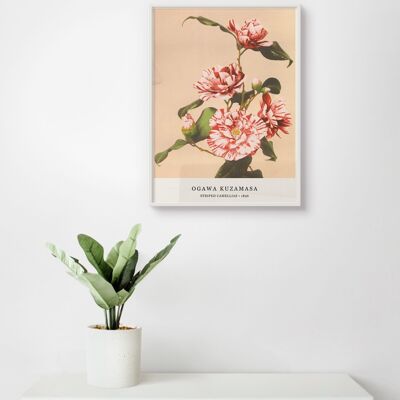 Affiche Ogawa Kuzamasa - Camélias rayés - 30 x 40 cm