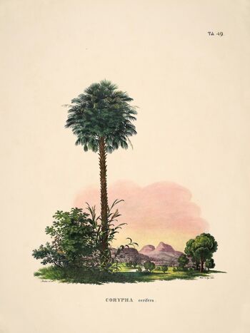 Affiche Historia Naturalis - Corypha Cerifera - 30 x 40 cm 2