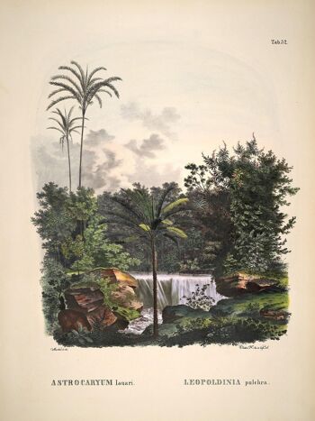 Affiche Historia Naturalis - Astrocaryum Lauari - 30 x 40 cm 2