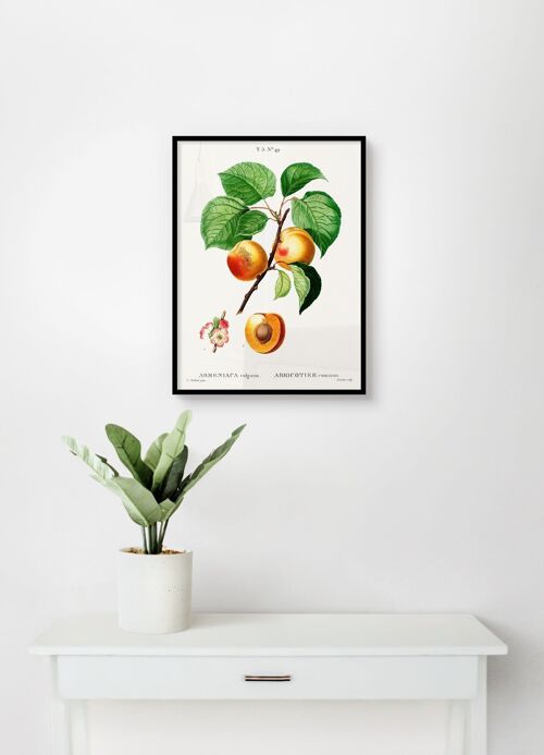 Poster Vintage Abrikozen - Botanisch - 30 x 40 cm