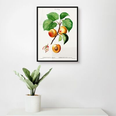 Poster Vintage Aprikosen - Botanisch - 30 x 40 cm