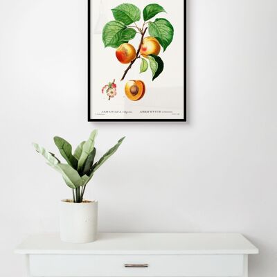 Poster Vintage Abrikozen - Botanisch - 30 x 40 cm