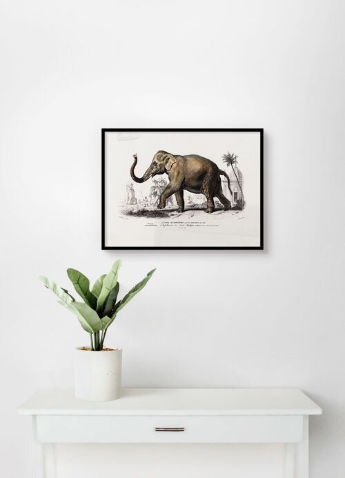 Poster Vintage Aziatische Olifant - Dieren - 30 x 40 cm