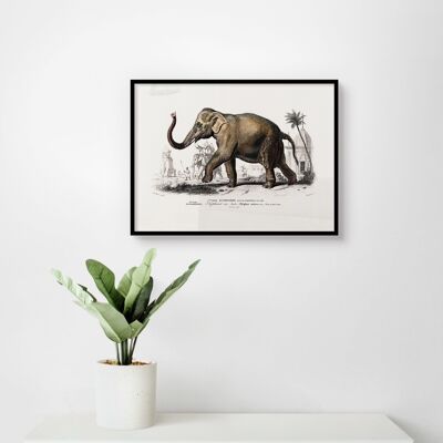 Affiche Vintage Eléphant d'Asie - Animaux - 30 x 40 cm