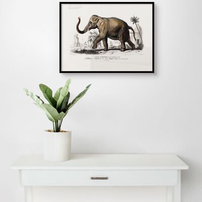 Poster Vintage Asian Elephant - Animals - 30 x 40 cm