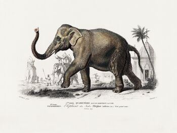 Affiche Vintage Eléphant d'Asie - Animaux - 30 x 40 cm 2