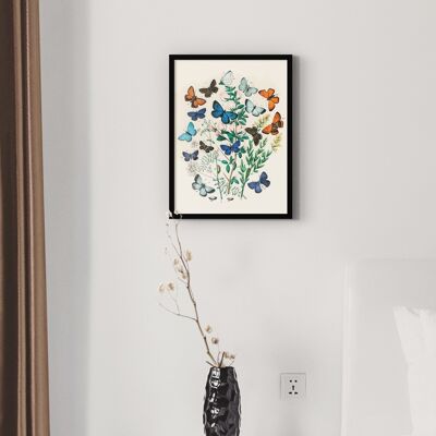 Poster Farfalle vintage - Animali - 30 x 40 cm
