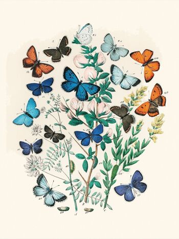 Affiche Vintage Papillons - Animaux - 30 x 40 cm 2