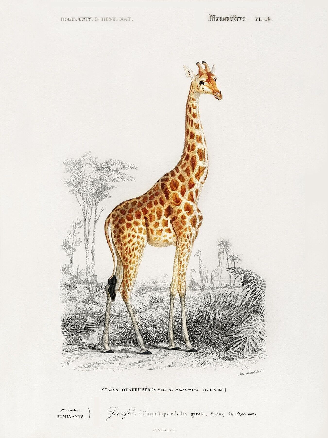 Poster Vintage Giraffe - Tiere - 30 x 40 cm