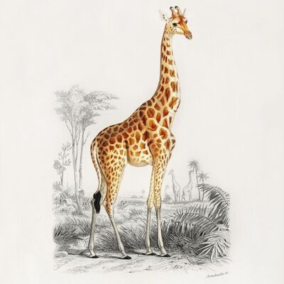 Affiche Vintage Girafe - Animaux - 30 x 40 cm