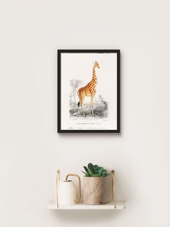 Affiche Vintage Girafe - Animaux - 30 x 40 cm 2