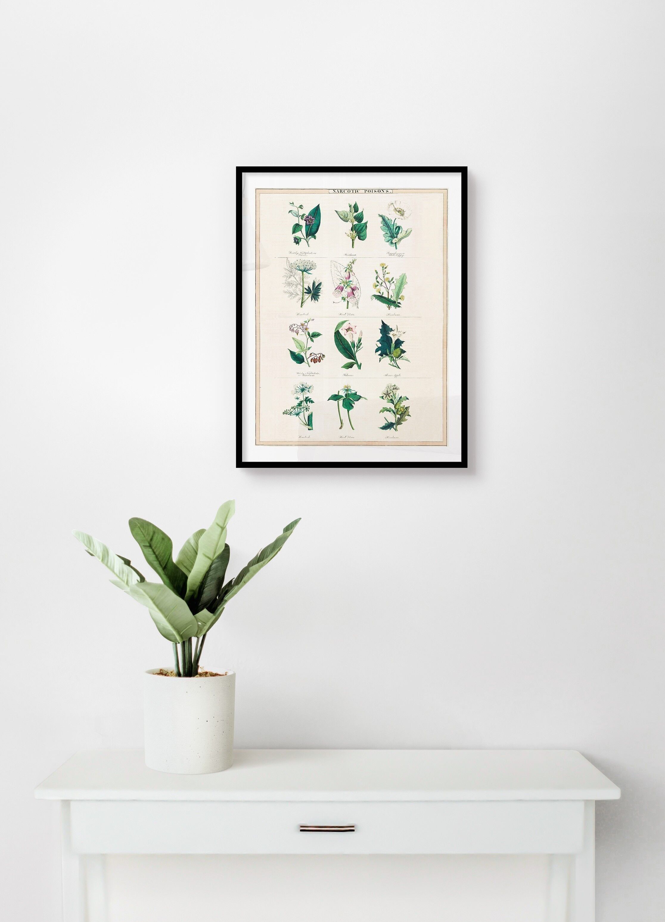 Poster Veleni Narcotici - Illustrazione Botanica - 30 x 40 cm