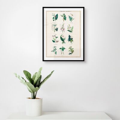 Póster Venenos Narcóticos - Ilustración Botánica - 30 x 40 cm