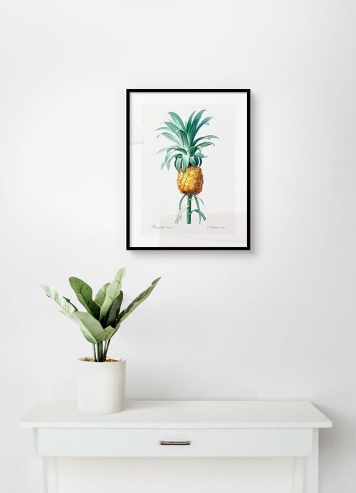 Poster Vintage Ananas - Botanische Illustratie - 30 x 40 cm