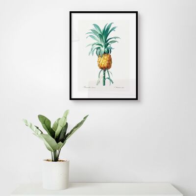 Poster Vintage Ananas - Botanische Illustratie - 30 x 40 cm