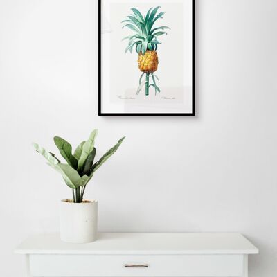 Póster Vintage Piña - Ilustración Botánica - 30 x 40 cm